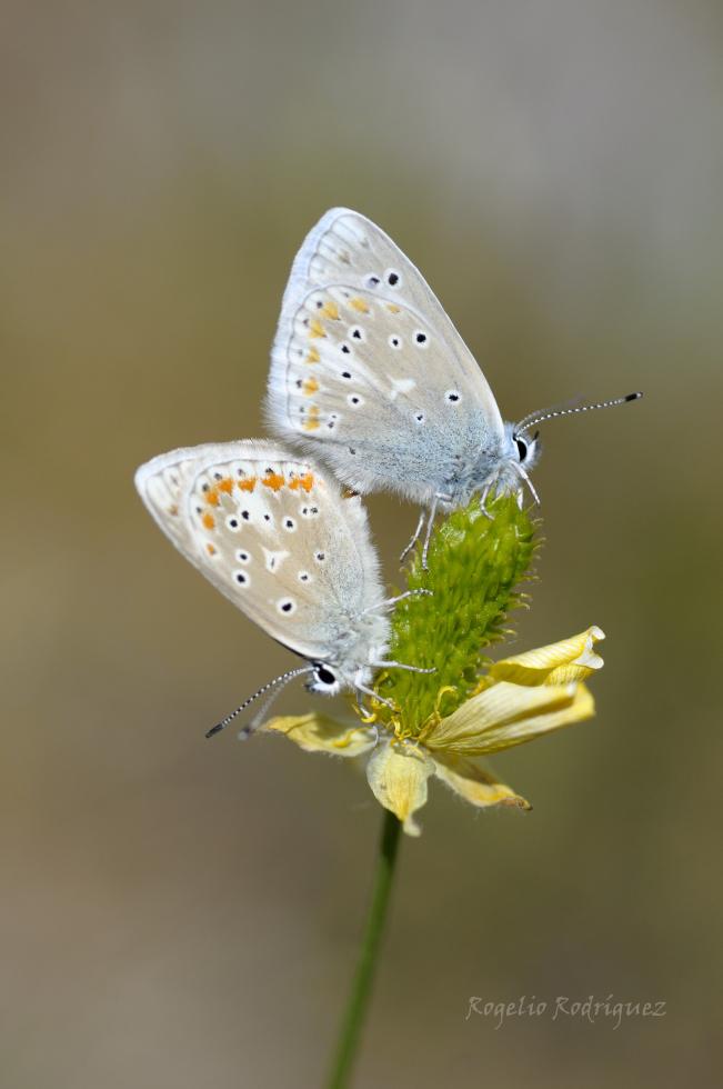 Poylommatus